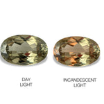 8.13cts Natural Khaki Green Diaspore Color Change Gemstone - Oval Shape - 789RGT